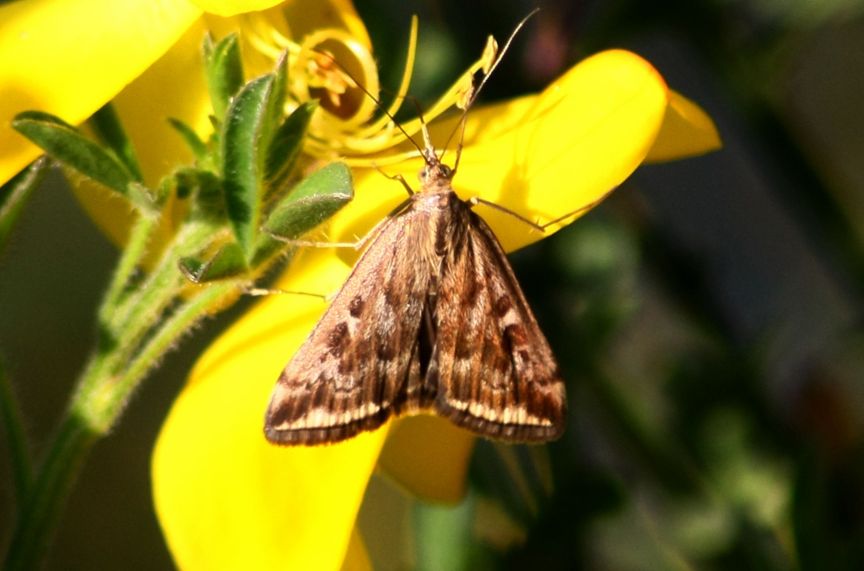 identificazione farfalle parco del ticino